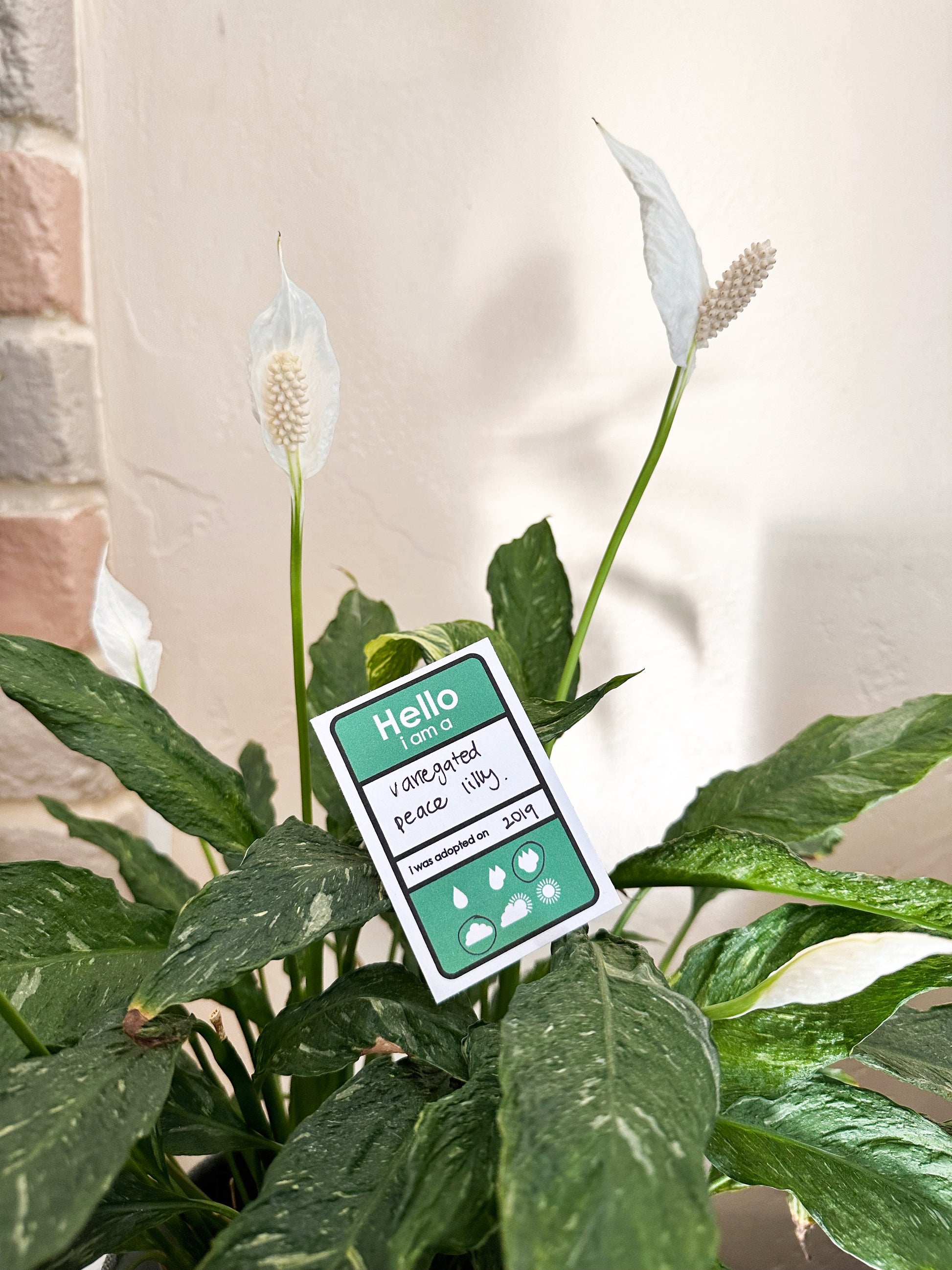 Free -Printable- Plant Care Card Downloadable File - Plant Dosage