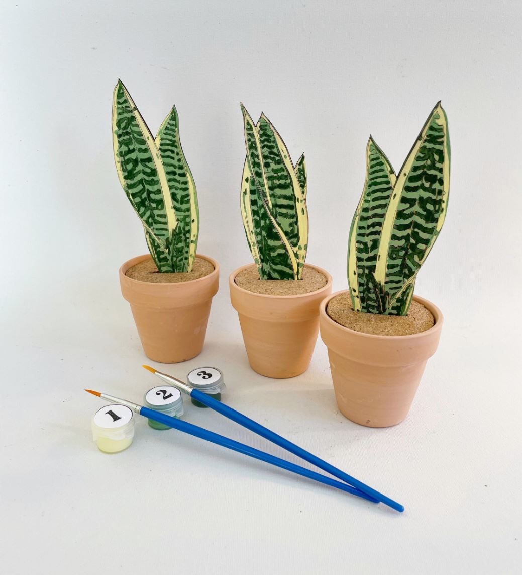 Paint Your Own Snake Plant