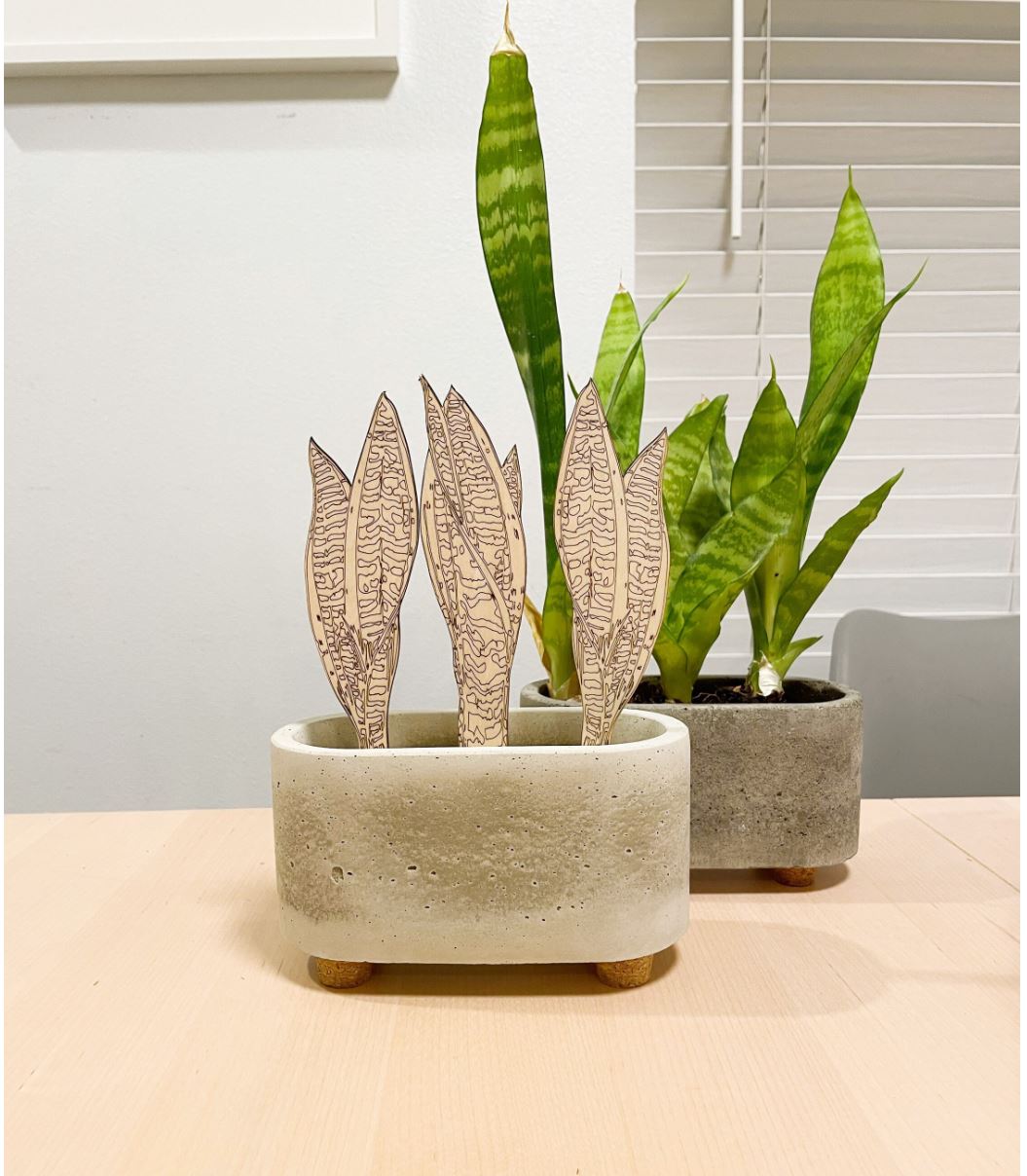 Paint Your Own Snake Plant