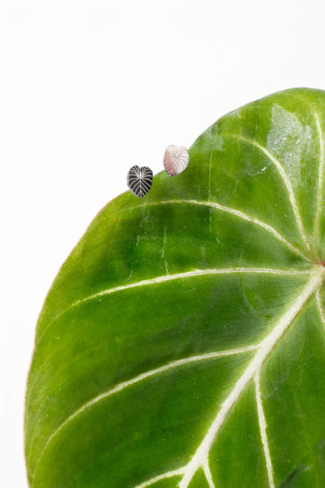 Philodendron Gloriosum Metal Stud Earrings - Plant Dosage